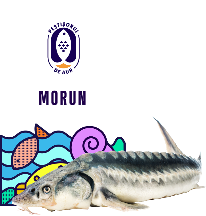 Morun